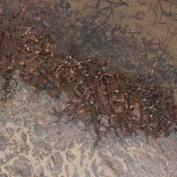 Zeylanidium subulatum (Gardner) C.Cusset